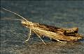 0455 (17.005) Ypsolopha scabrella